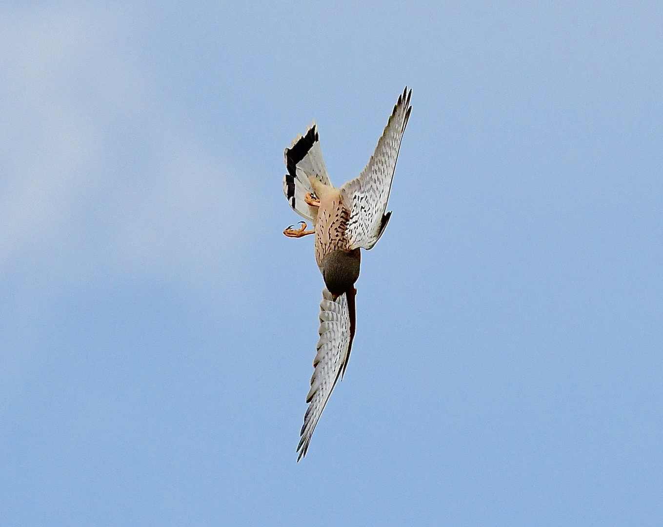 Turmfalke im Angriffsmodus