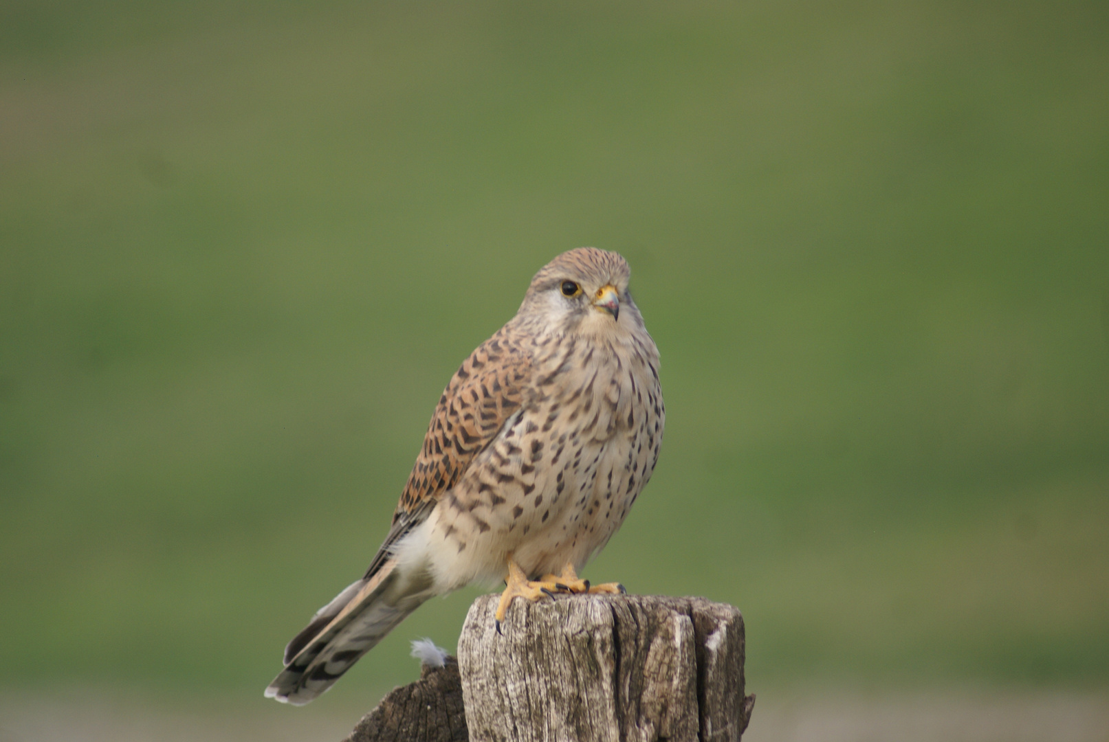 Turmfalke im Ansitz