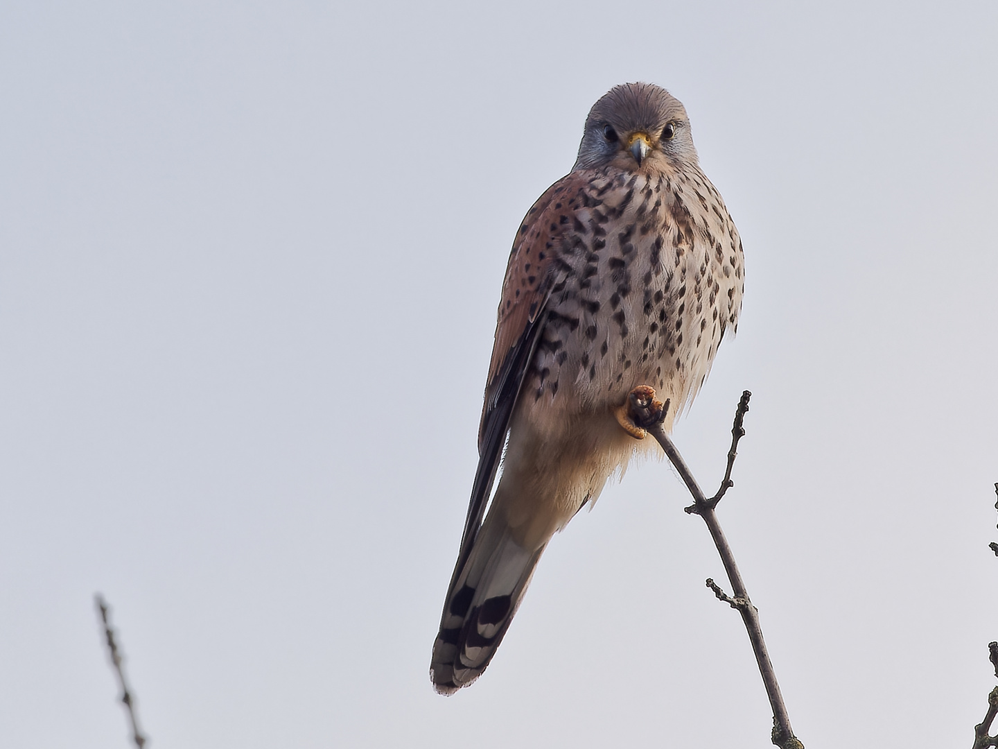 Turmfalke im Ansitz