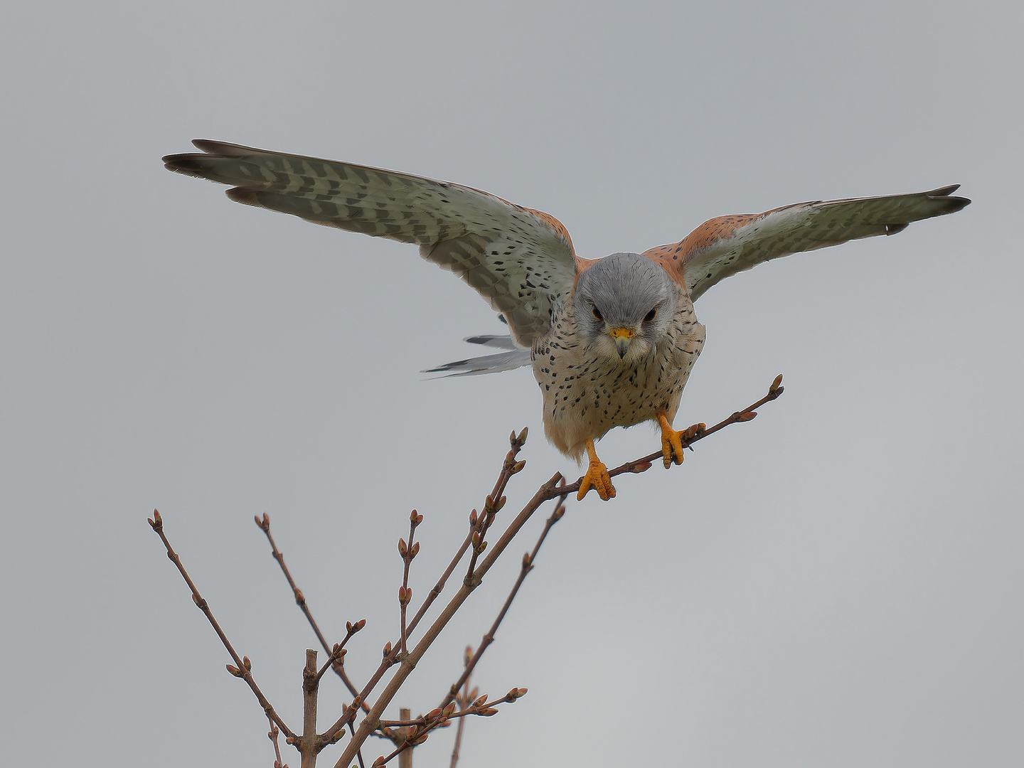 Turmfalke im Ansitz