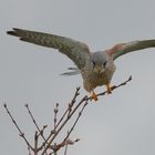 Turmfalke im Ansitz