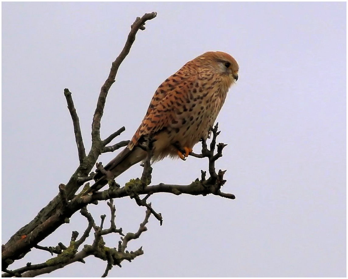 Turmfalke im Ansitz