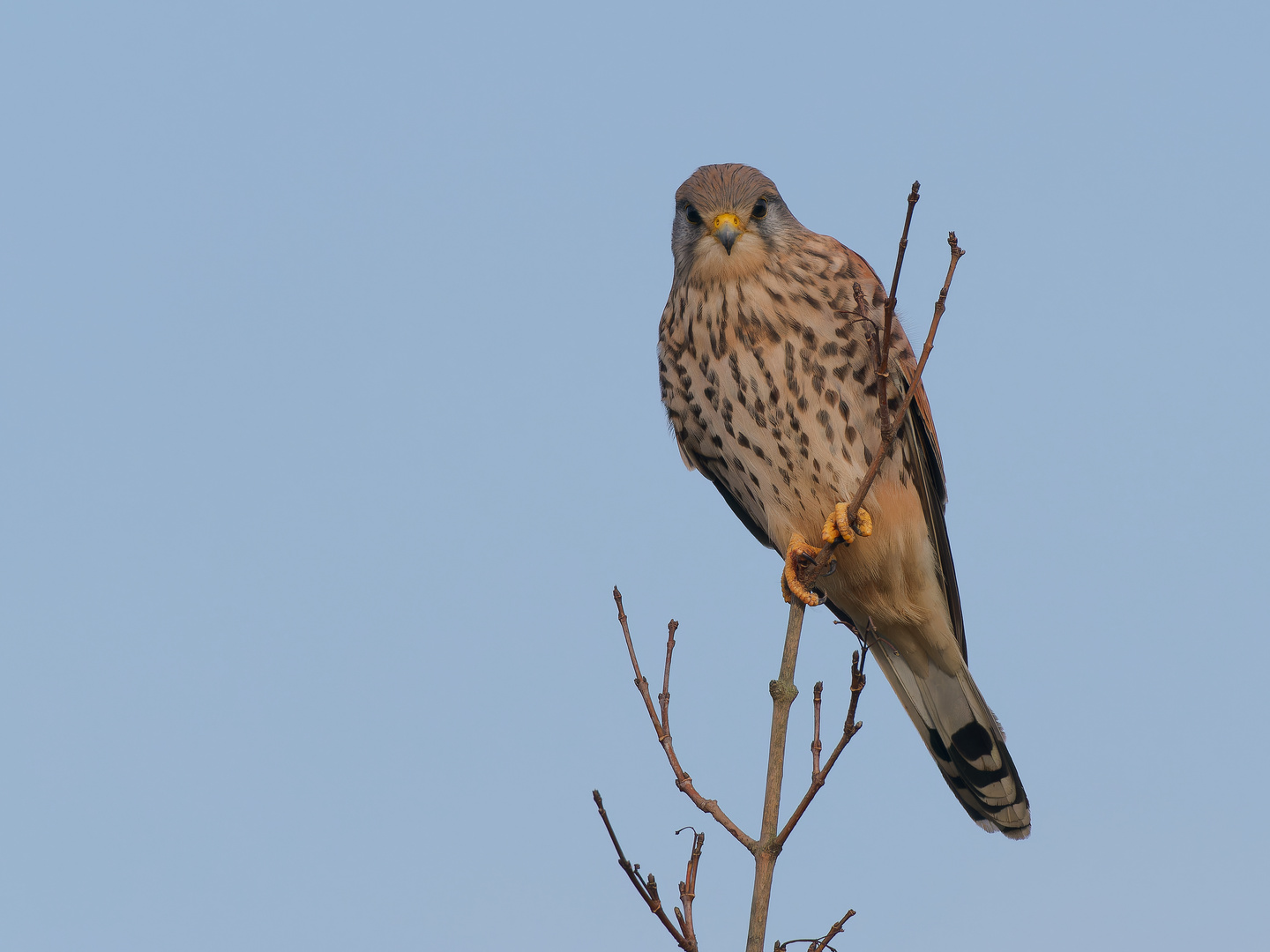 Turmfalke im Ansitz - Blickkontakt