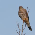 Turmfalke im Ansitz - Blickkontakt