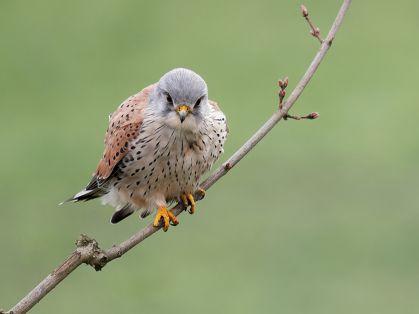 Turmfalke im Ansitz - Blickkontakt