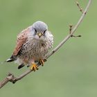 Turmfalke im Ansitz - Blickkontakt