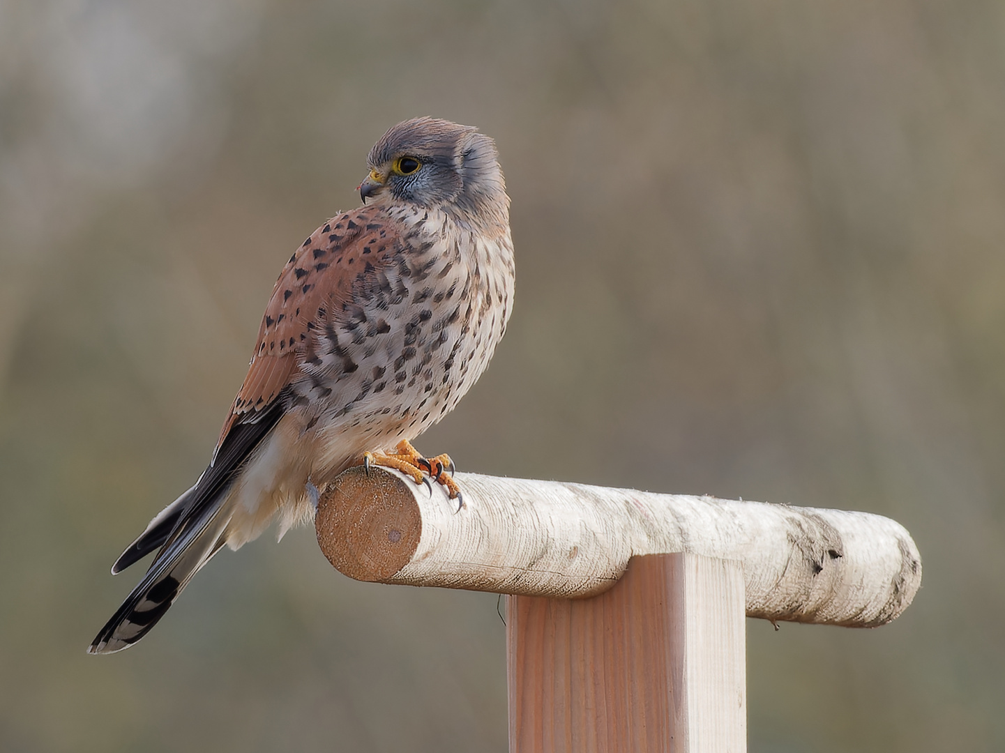 Turmfalke im Ansitz - blickt zurück 