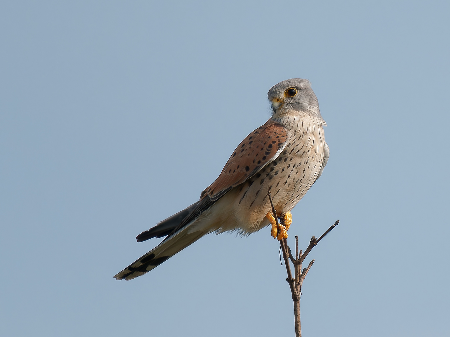 Turmfalke im Ansitz