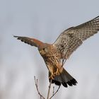 Turmfalke im Ansitz - kurz vor dem Start