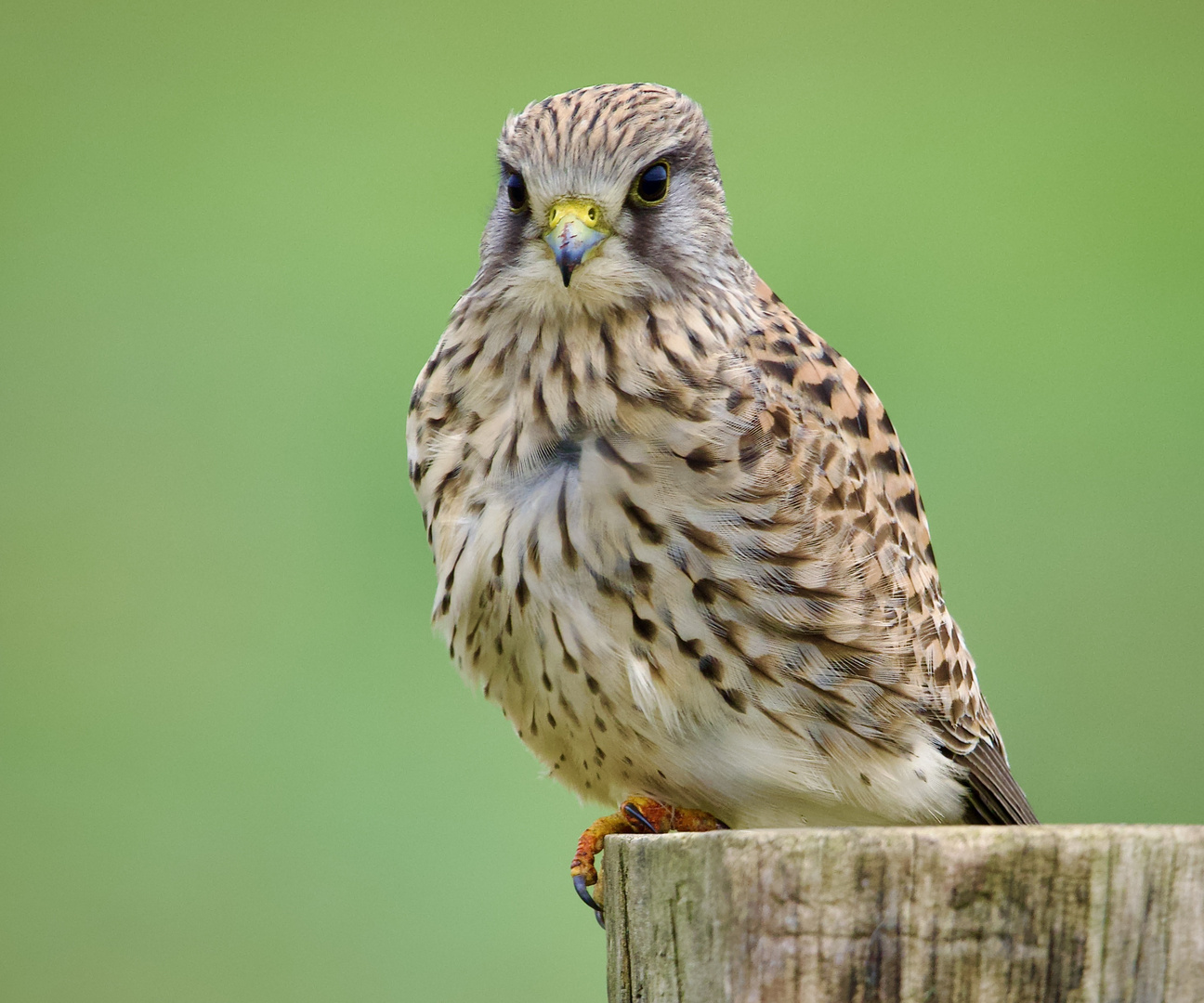 Turmfalke im Ansitz nahe den Rheinwiesen......