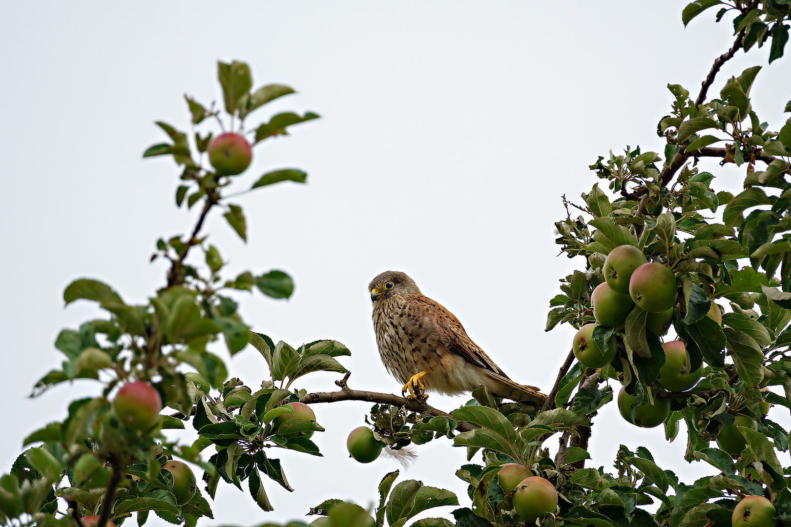 Turmfalke im Apfelbaum