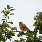 Turmfalke im Apfelbaum