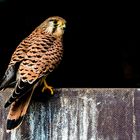 Turmfalke im Eulenkloster 