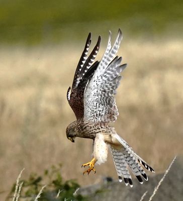 Turmfalke im Fangmodus