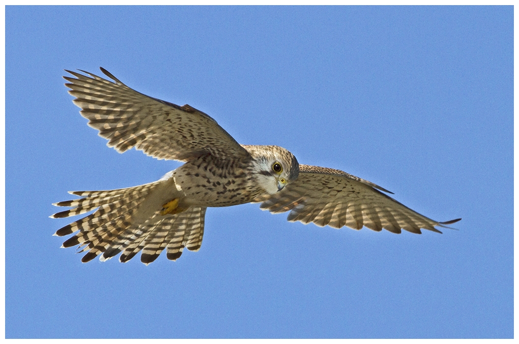 Turmfalke im Flug.