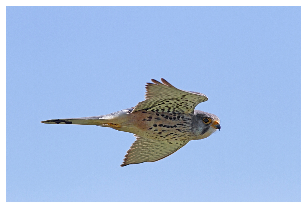 Turmfalke im Flug