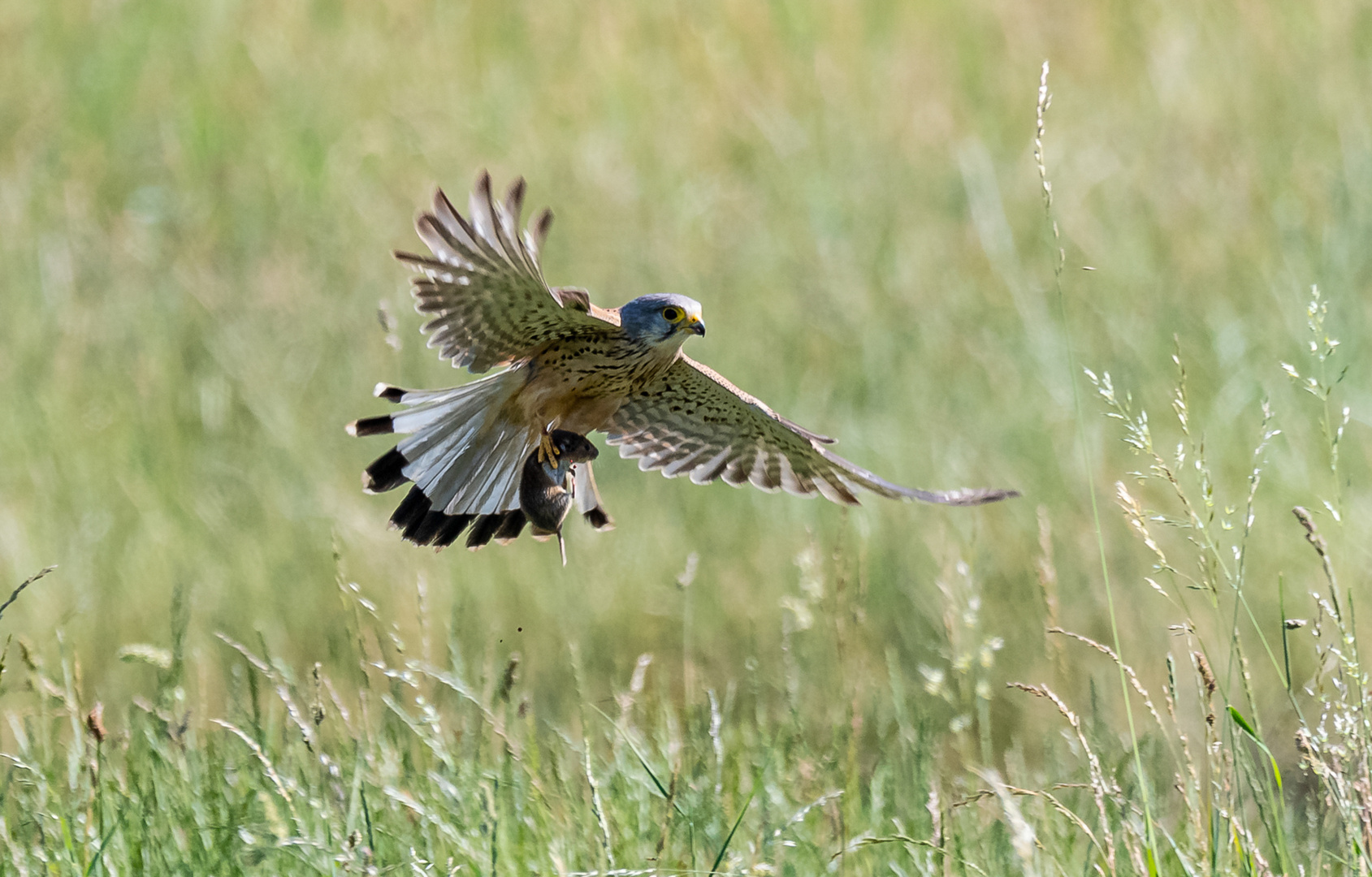 Turmfalke im Flug ...