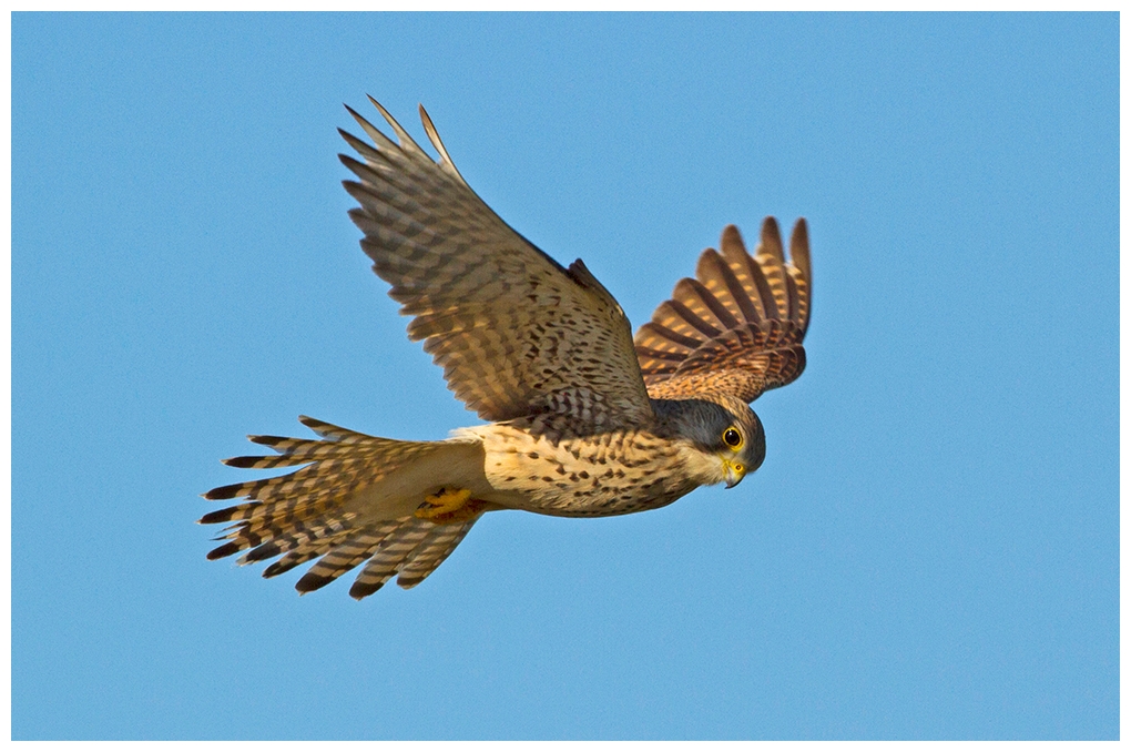 Turmfalke im Flug