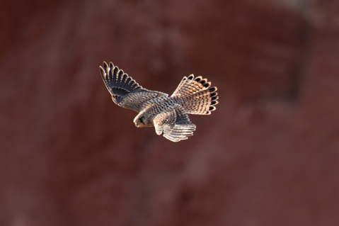 Turmfalke im Flug