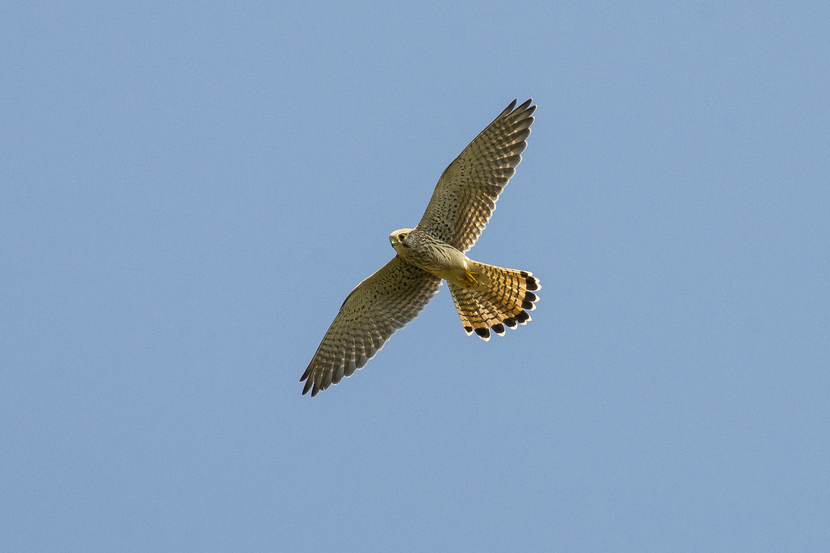 Turmfalke im Flug