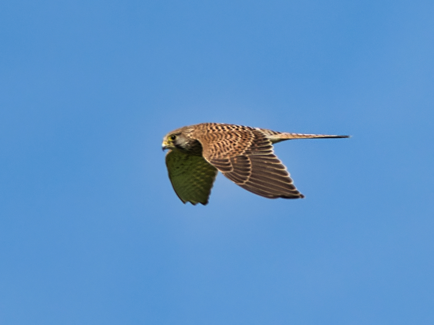 Turmfalke im Flug