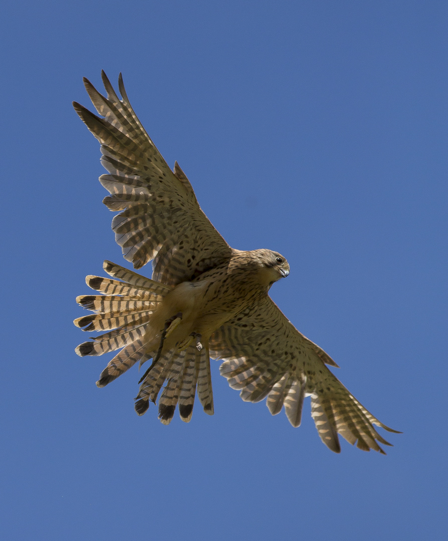 Turmfalke im Flug