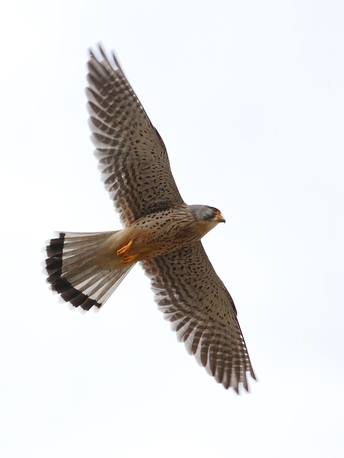 Turmfalke im Flug