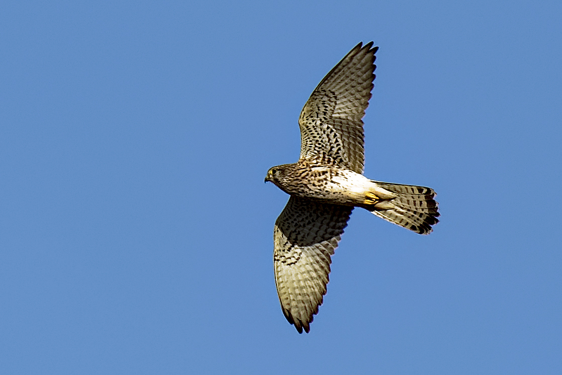 Turmfalke im Flug