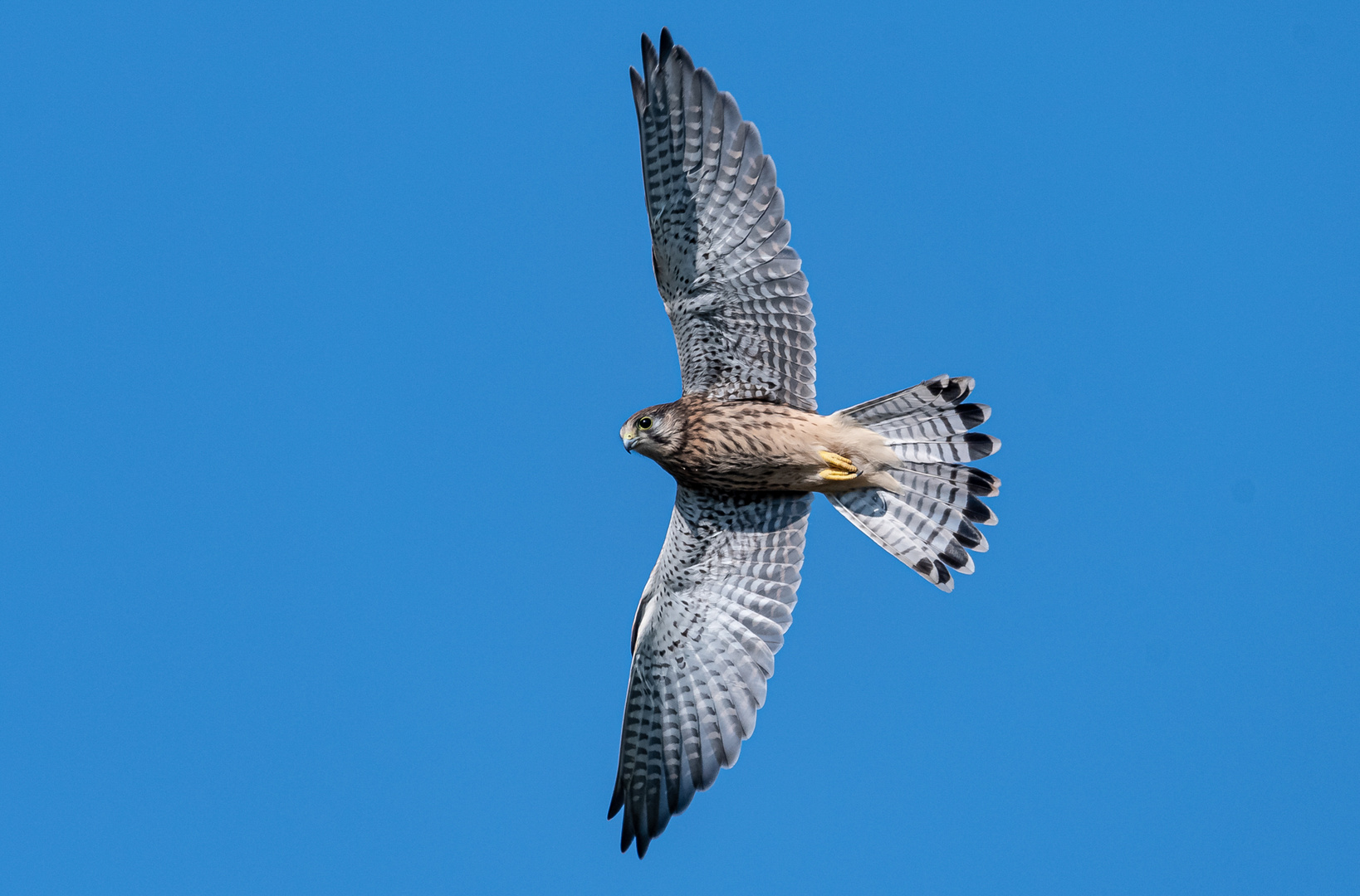 Turmfalke im Flug