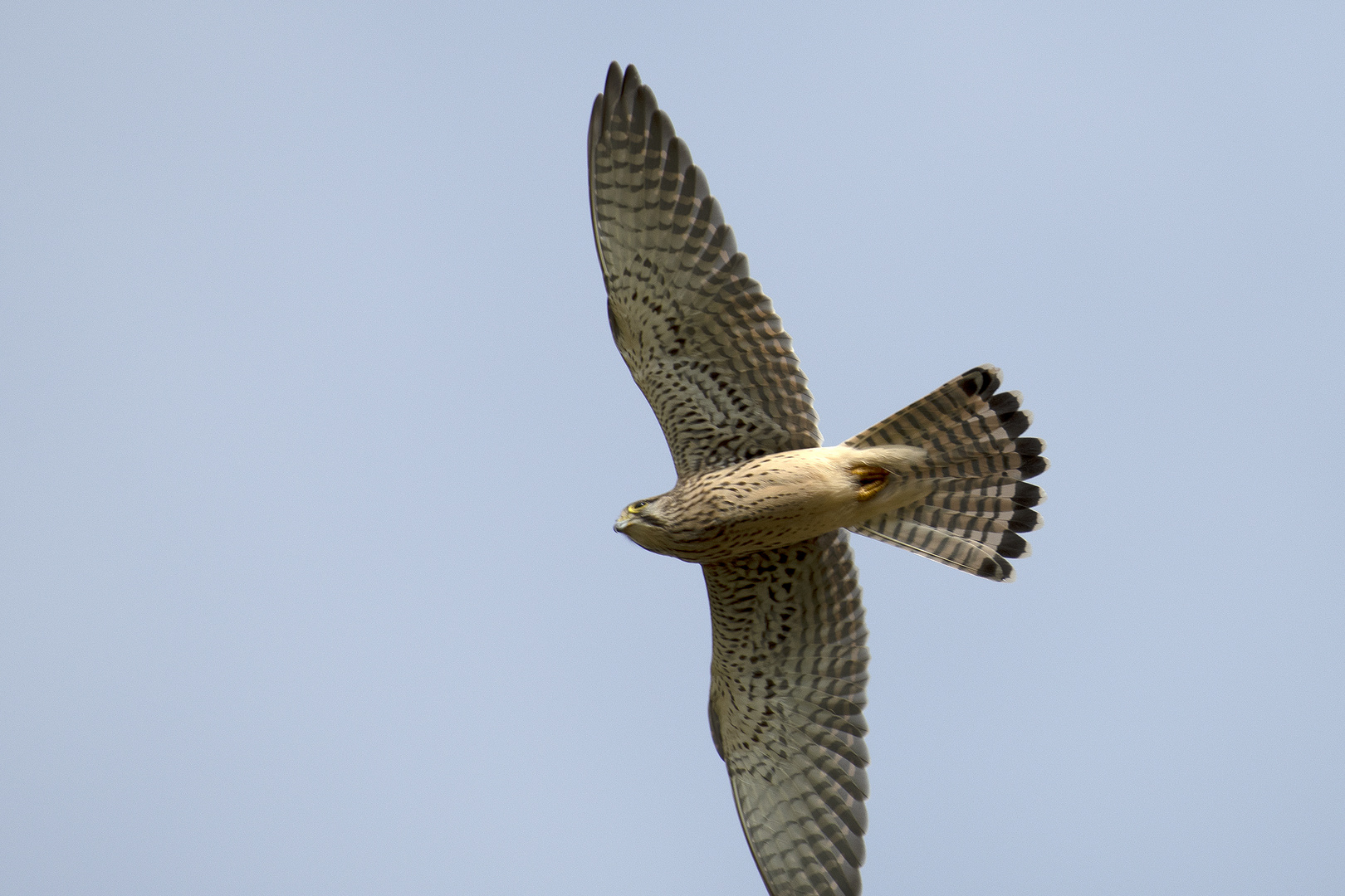 Turmfalke im Flug