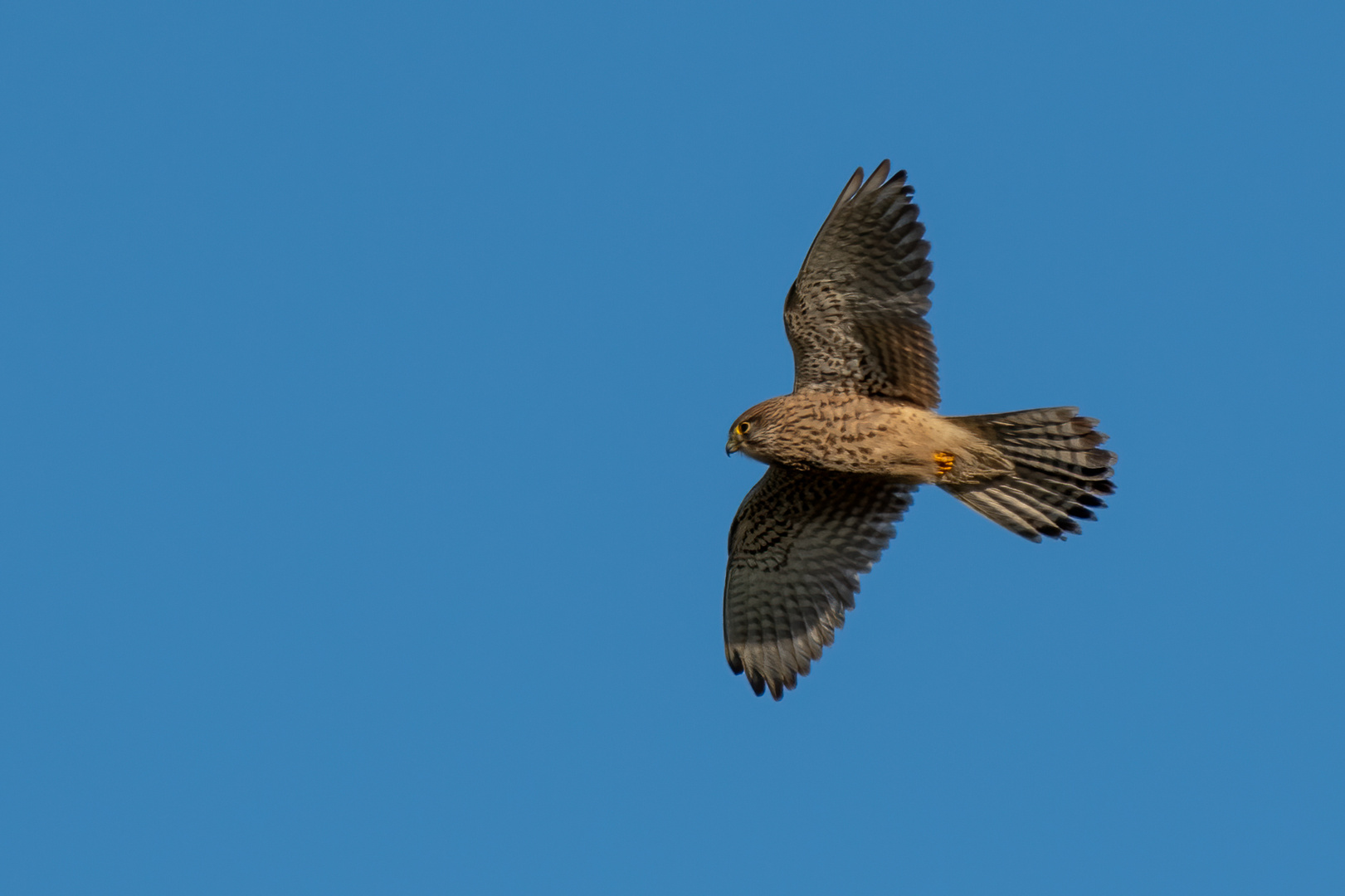 Turmfalke im Flug