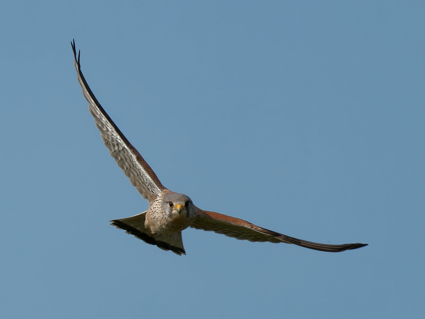 Turmfalke im Flug