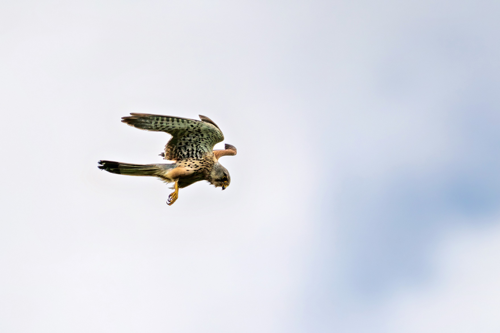 Turmfalke im Flug