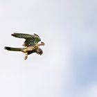 Turmfalke im Flug