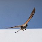 Turmfalke im Flug