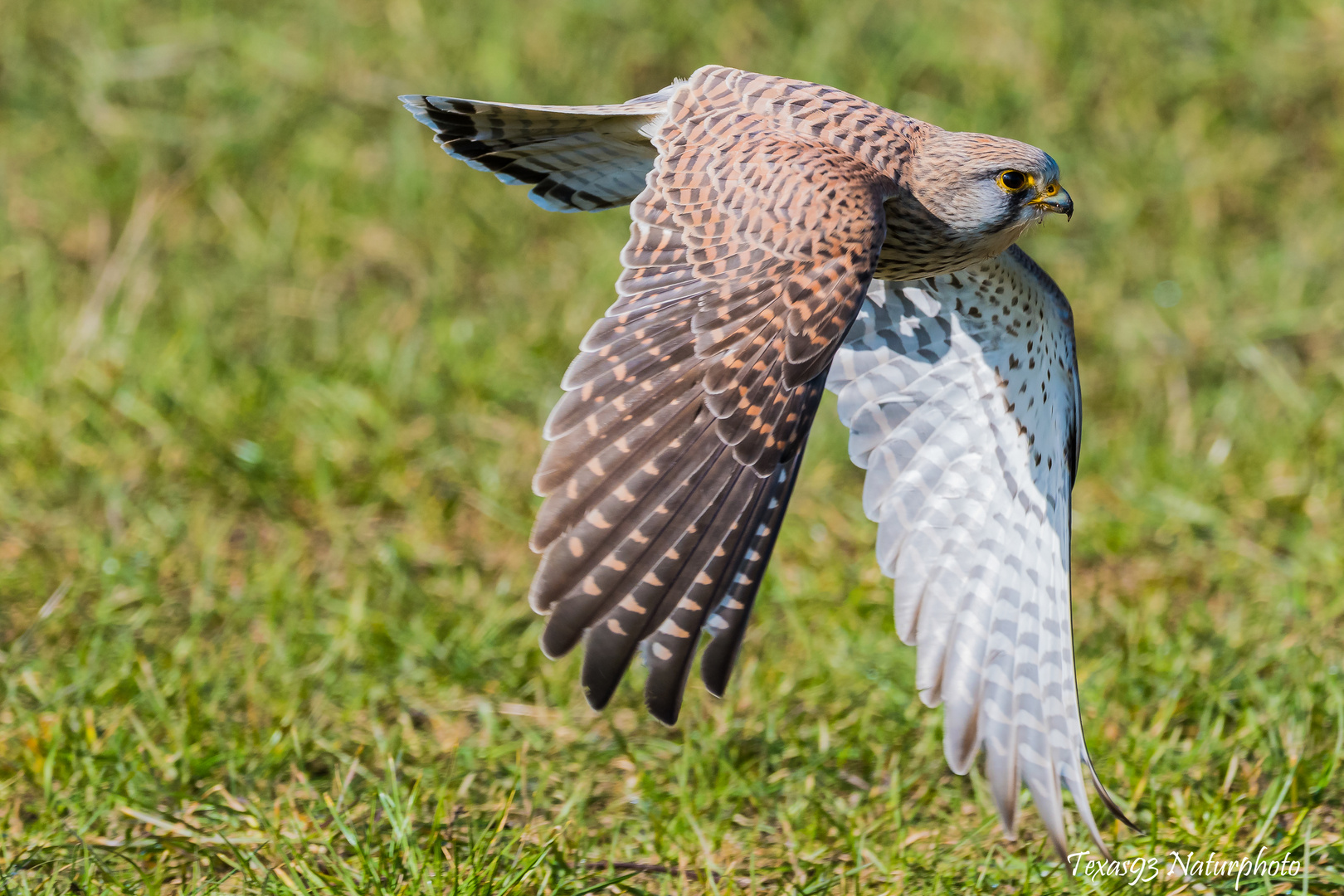 Turmfalke im Flug