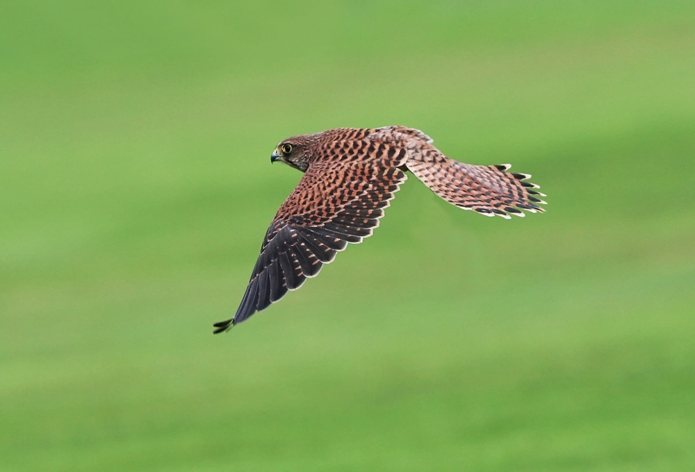 Turmfalke im Flug