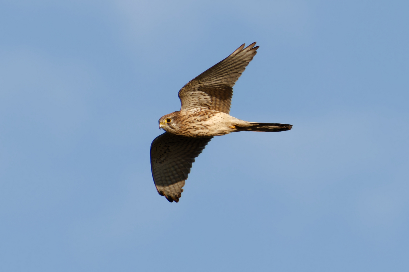 Turmfalke im Flug 