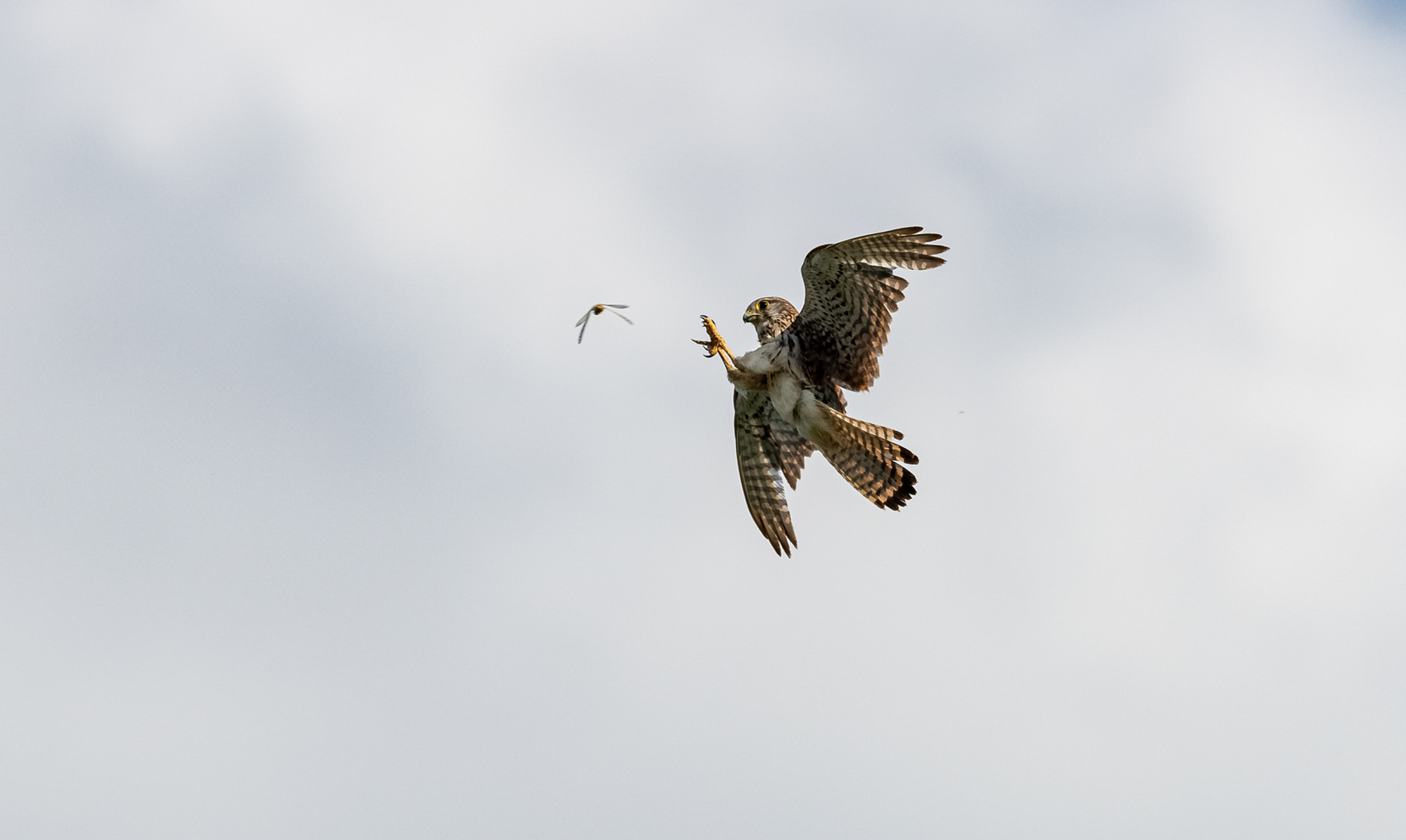 Turmfalke im Flug ...