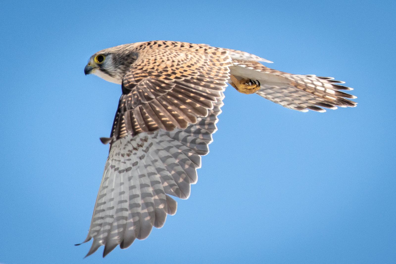 Turmfalke im Flug