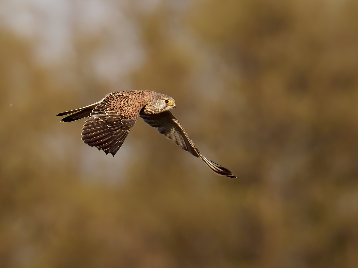 Turmfalke im Flug (Falco tinnunculus)