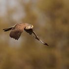 Turmfalke im Flug (Falco tinnunculus)