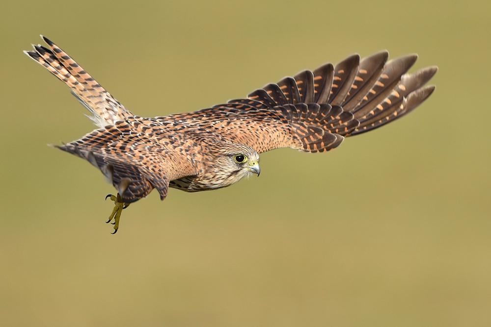 Turmfalke im Flug