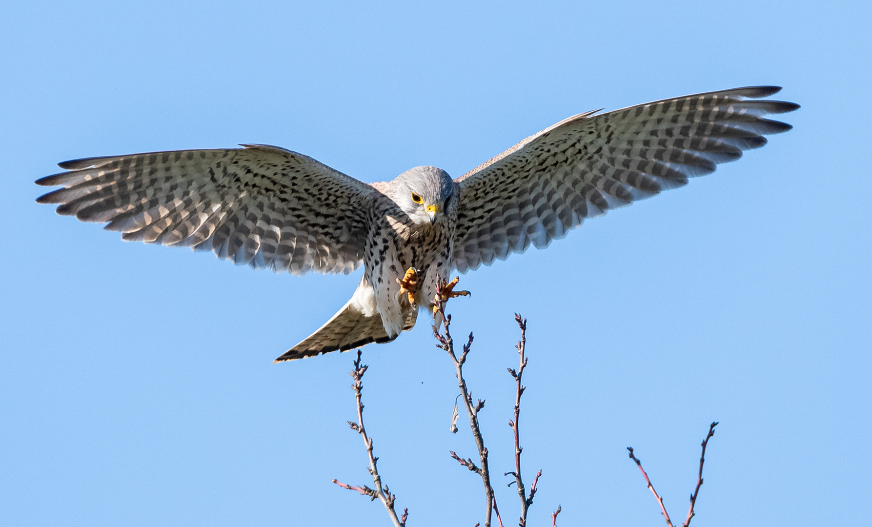 Turmfalke im Flug kurz vor der Landung