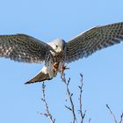 Turmfalke im Flug kurz vor der Landung