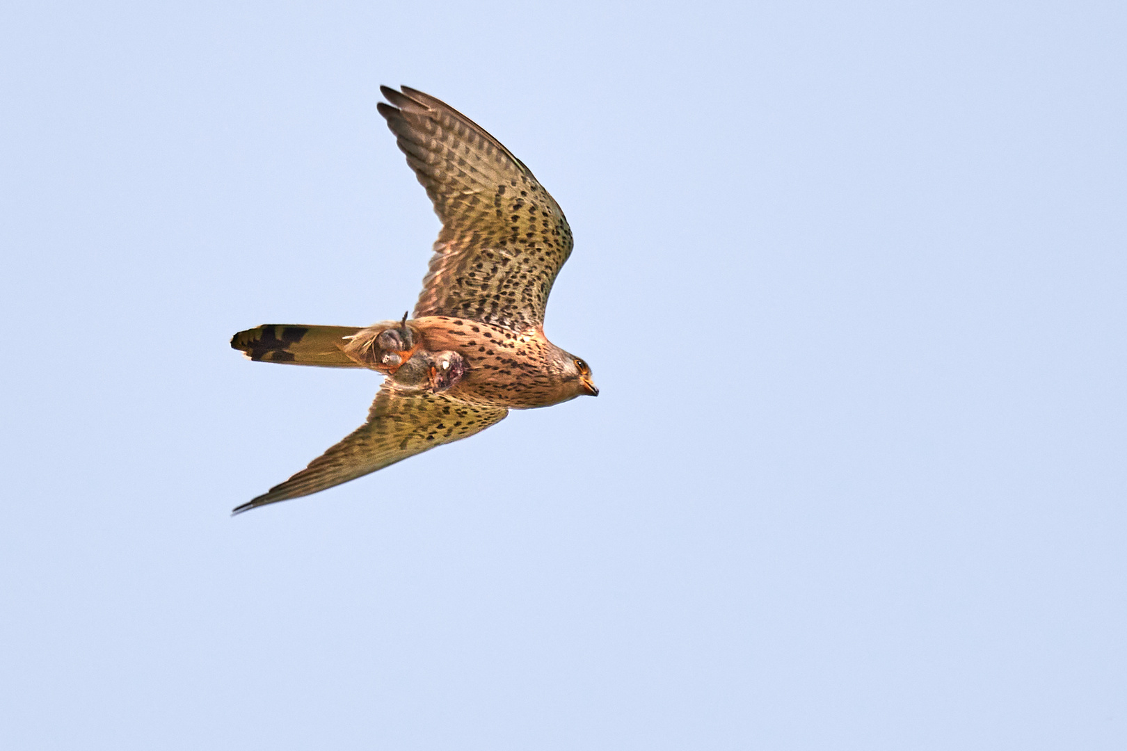 Turmfalke im Flug (nehme ich mal an)