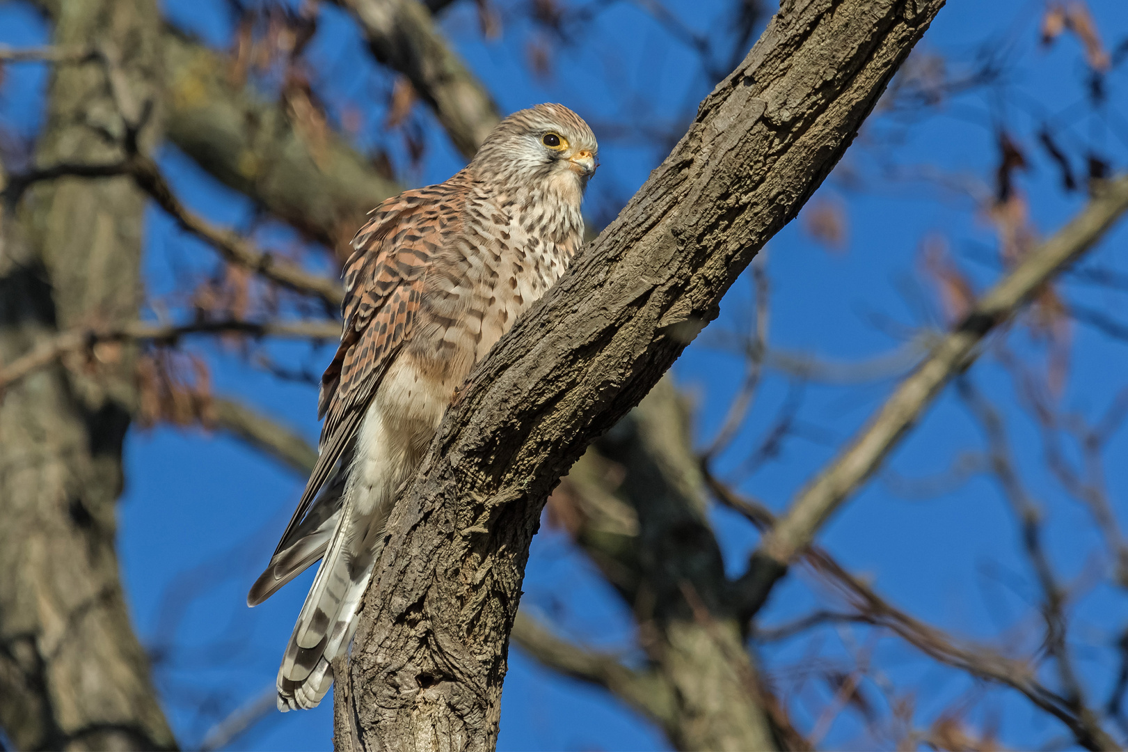 Turmfalke im Geäst