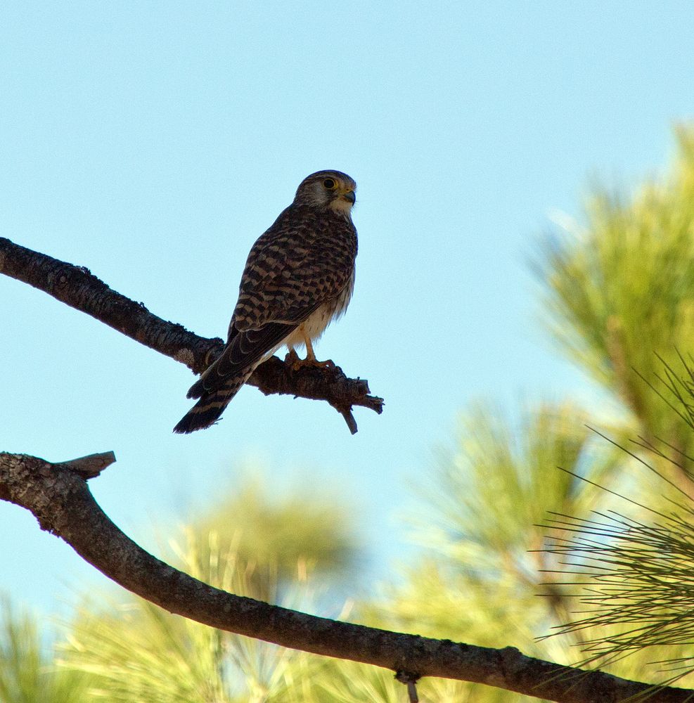 Turmfalke im Gebirge in Gran Canaria (I)