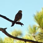 Turmfalke im Gebirge in Gran Canaria (I)