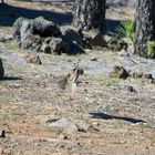 Turmfalke im Gebirge in Gran Canaria (II)